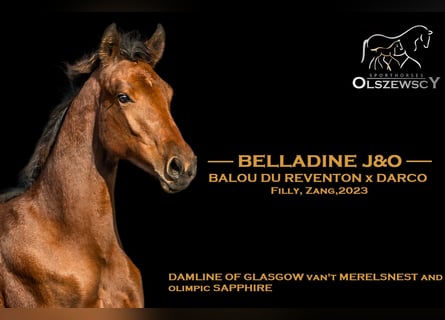 Zangersheider, Jument, 2 Ans, Bai brun