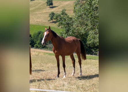 Zangersheider, Jument, 2 Ans, Bai