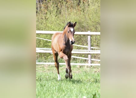 Zangersheider, Jument, 2 Ans