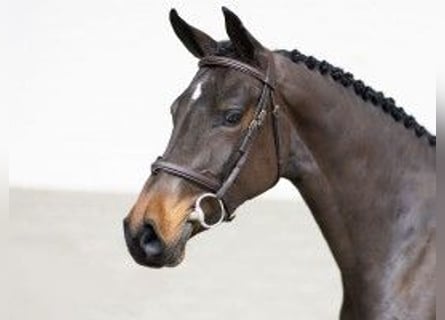 Zangersheider, Jument, 3 Ans, 160 cm, Bai brun