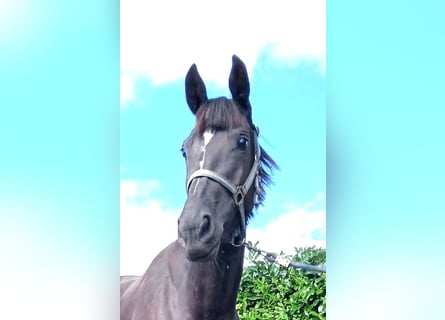 Zangersheider, Jument, 3 Ans, 160 cm, Bai brun