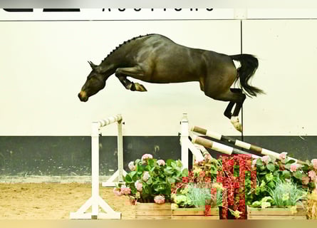 Zangersheider, Jument, 3 Ans, 160 cm, Bai