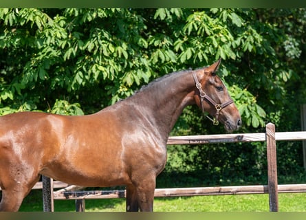 Zangersheider, Jument, 3 Ans, 163 cm, Bai