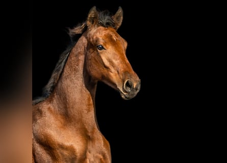 Zangersheider, Jument, 3 Ans, 165 cm, Bai