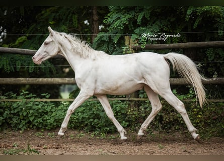 Zangersheider, Jument, 3 Ans, 165 cm, Cremello