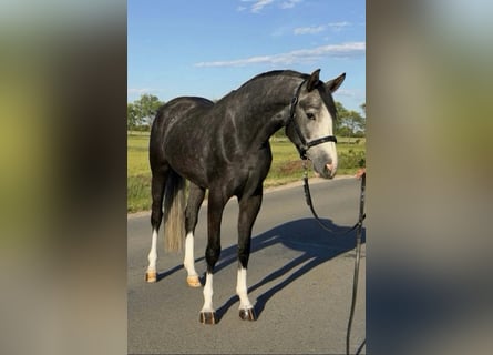 Zangersheider, Jument, 3 Ans, 168 cm, Gris noir