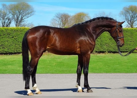 Zangersheider, Jument, 3 Ans, 170 cm