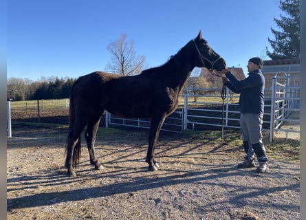 Zangersheider, Jument, 3 Ans, 171 cm, Bai brun
