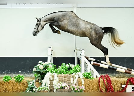 Zangersheider, Jument, 3 Ans, 173 cm, Gris