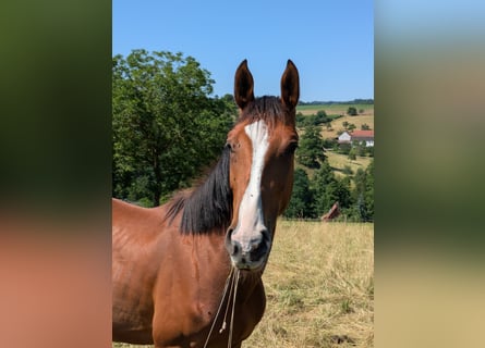 Zangersheider, Jument, 3 Ans, Bai