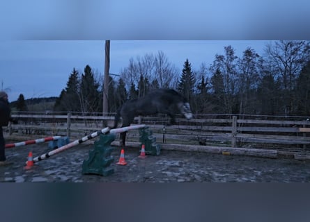 Zangersheider, Jument, 3 Ans, Gris pommelé