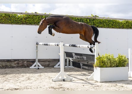 Zangersheider, Jument, 4 Ans, 161 cm, Bai brun