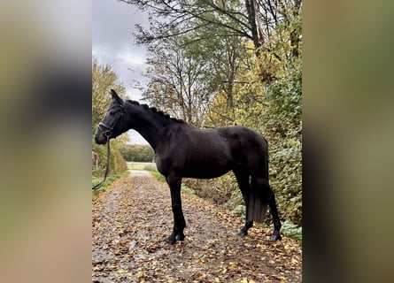Zangersheider, Jument, 4 Ans, 163 cm, Bai brun foncé