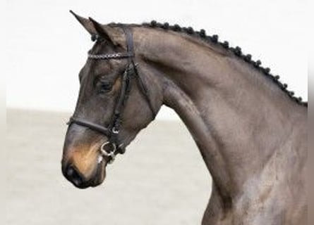 Zangersheider, Jument, 4 Ans, 164 cm, Bai