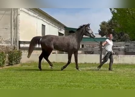 Zangersheider, Jument, 4 Ans, 164 cm, Gris