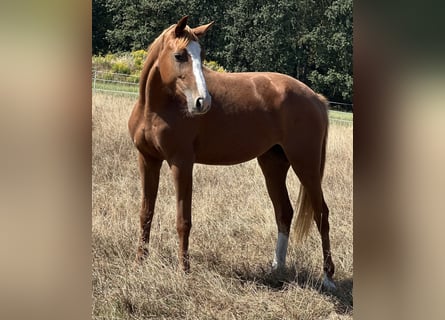 Zangersheider, Jument, 4 Ans, 165 cm, Alezan