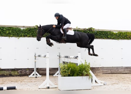 Zangersheider, Jument, 4 Ans, 165 cm, Bai