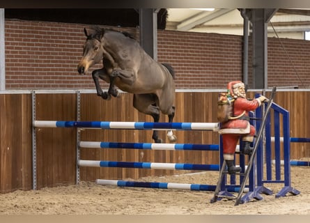 Zangersheider, Jument, 4 Ans, 165 cm, Bai