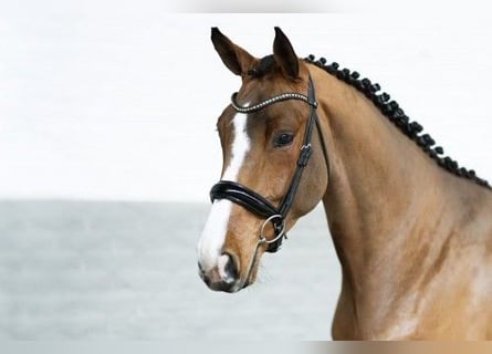 Zangersheider, Jument, 4 Ans, 167 cm, Bai