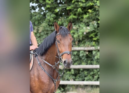 Zangersheider, Jument, 4 Ans, 167 cm