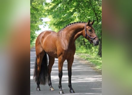 Zangersheider, Jument, 4 Ans, 168 cm, Bai