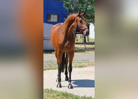 Zangersheider, Jument, 4 Ans, 169 cm, Bai