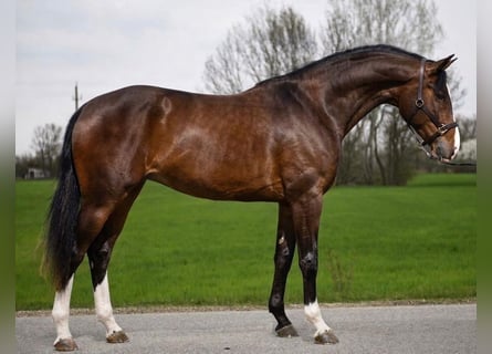 Zangersheider, Jument, 4 Ans, 170 cm, Bai