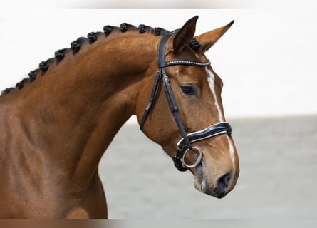 Zangersheider, Jument, 4 Ans, 170 cm, Bai clair