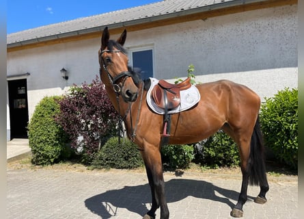 Zangersheider, Jument, 4 Ans, 174 cm, Bai