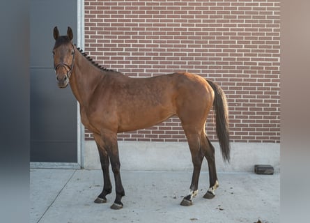 Zangersheider, Jument, 4 Ans, Bai