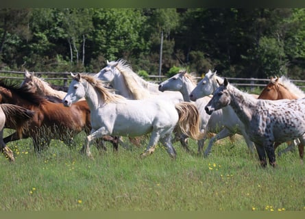 Zangersheider, Jument, 5 Ans, 160 cm, Champagne