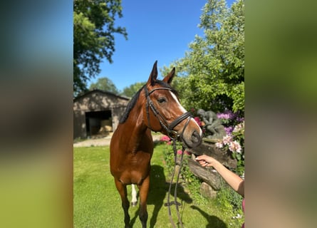 Zangersheider, Jument, 5 Ans, 162 cm, Bai
