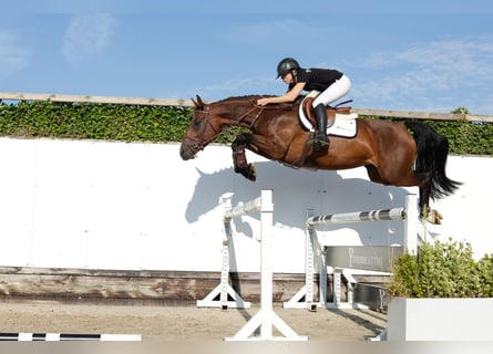 Zangersheider, Jument, 5 Ans, 163 cm, Bai brun