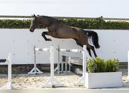 Zangersheider, Jument, 5 Ans, 164 cm, Bai brun foncé