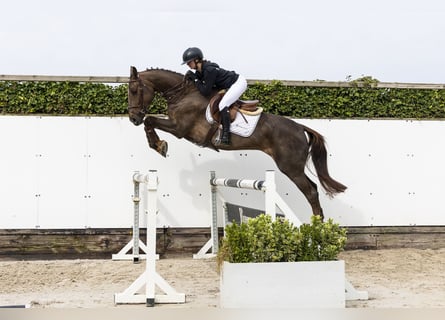 Zangersheider, Jument, 5 Ans, 164 cm