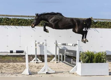 Zangersheider, Jument, 5 Ans, 165 cm, Bai brun