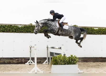 Zangersheider, Jument, 5 Ans, 165 cm