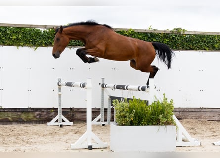 Zangersheider, Jument, 5 Ans, 167 cm, Bai