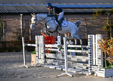 Zangersheider, Jument, 5 Ans, 168 cm, Gris