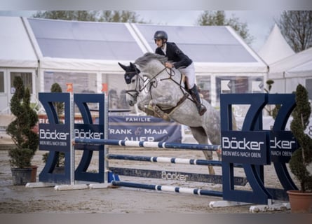 Zangersheider, Jument, 5 Ans, 168 cm, Gris