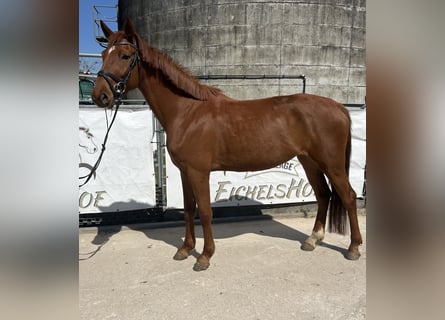 Zangersheider, Jument, 5 Ans, 170 cm, Alezan
