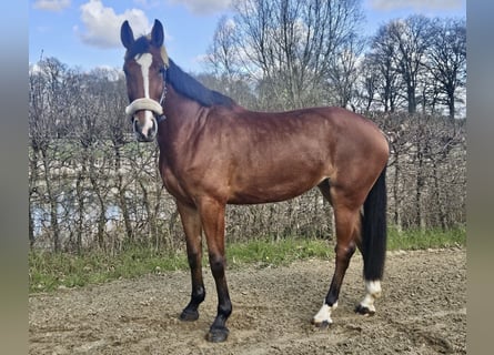 Zangersheider, Jument, 5 Ans, 170 cm, Bai