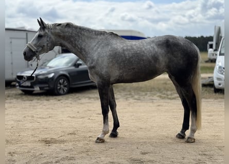 Zangersheider, Jument, 5 Ans, 170 cm, Gris