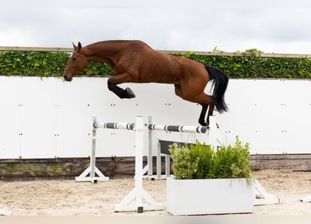 Zangersheider, Jument, 5 Ans, 171 cm, Bai