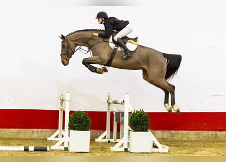 Zangersheider, Jument, 5 Ans, 173 cm, Bai