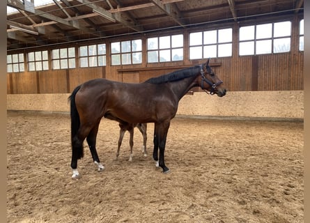 Zangersheider, Jument, 5 Ans, 178 cm, Bai