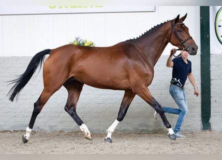 Zangersheider, Jument, 5 Ans, Bai