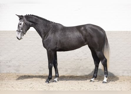 Zangersheider, Jument, 5 Ans, Gris