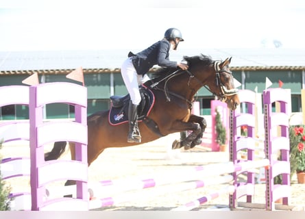 Zangersheider, Jument, 6 Ans, 158 cm, Bai