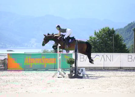 Zangersheider, Jument, 6 Ans, 158 cm, Bai
